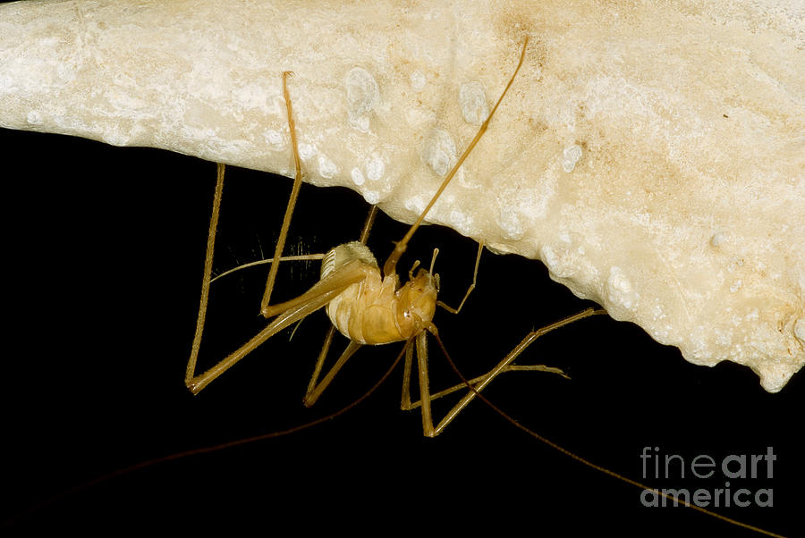 Animal Photograph - Chinese Cave Cricket #1 by Dant Fenolio