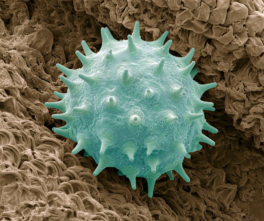 Nature Photograph - Chinese Hibiscus Pollen, Sem #1 by Steve Gschmeissner