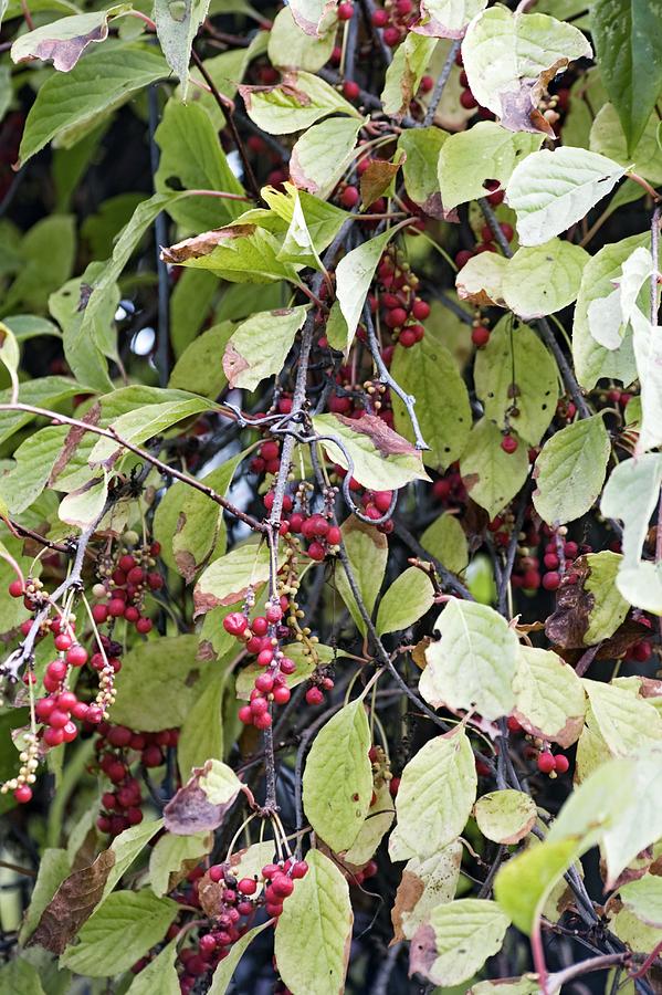 Chinese Schisandra (schisandra Chinensis) Photograph By Dr. Nick ...