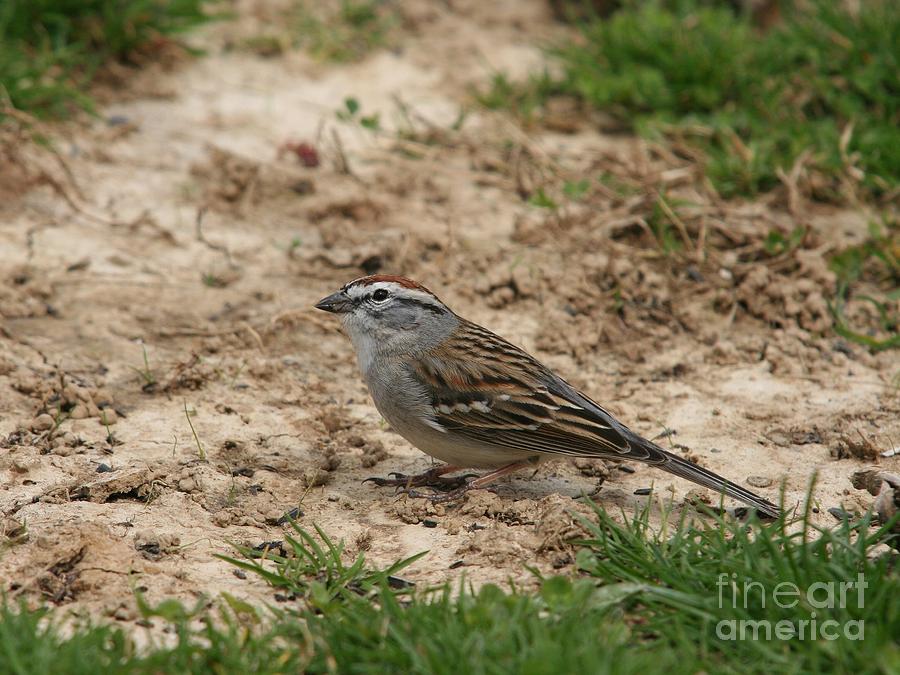 Chipping Sparrow #1 Photograph by Jack R Brock