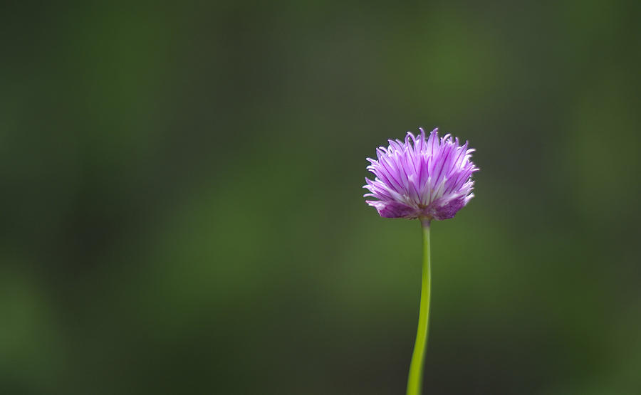 Chive Flower 2 Photograph by Marilyn Wilson