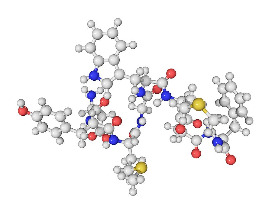 Cholecystokinin Photograph - Cholecystokinin-8 Molecule #1 by Laguna Design