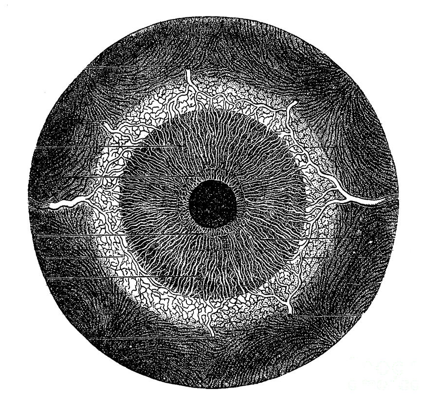Choroid Coat And Iris Photograph by Science Source Fine Art America