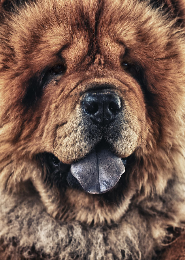 Chow Chow  #1 Photograph by Stelios Kleanthous