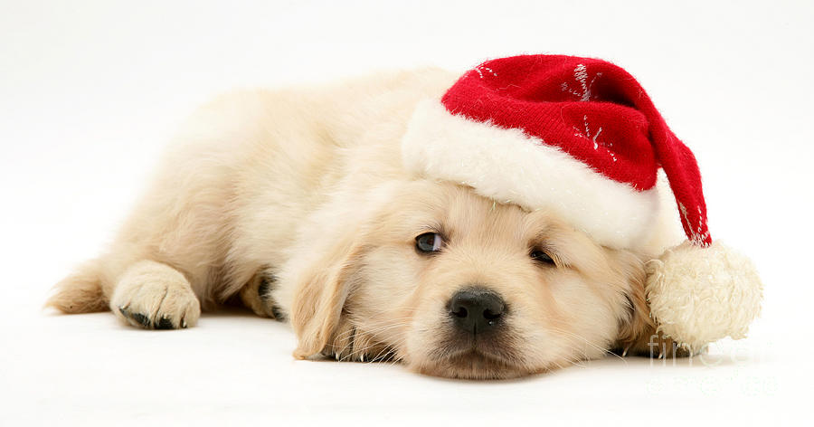 Christmas Golden Retriever #1 Photograph by Jane Burton