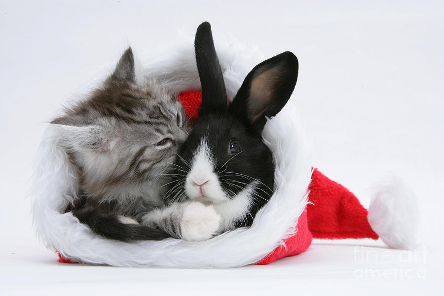 Christmas Kitten And Rabbit #1 Photograph by Mark Taylor