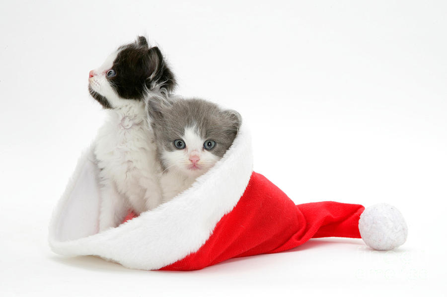 Nature Photograph - Christmas Kittens #1 by Jane Burton