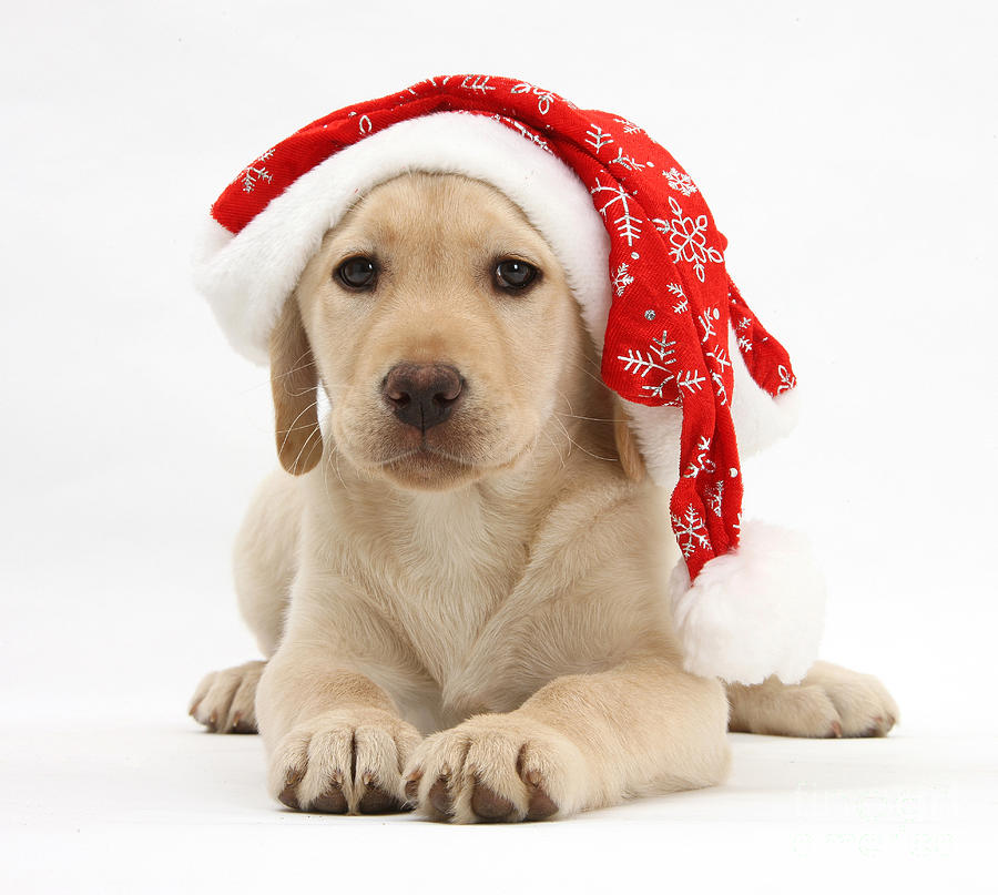 Christmas Puppy #1 Photograph by Mark Taylor