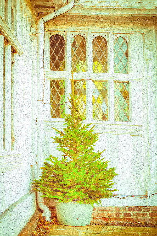 Christmas Photograph - Christmas tree #1 by Tom Gowanlock