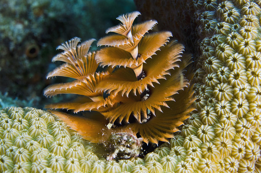 Christmas Tree Worm Spirobranchus #1 Photograph by Pete Oxford
