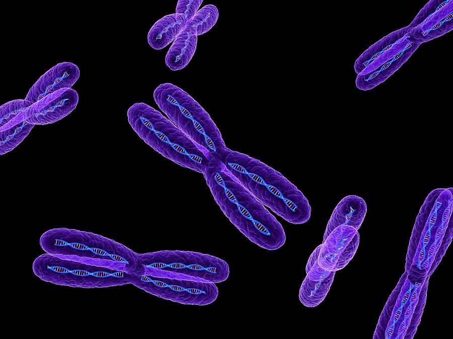 Illustration Photograph - Chromosomes, Artwork #1 by Sciepro