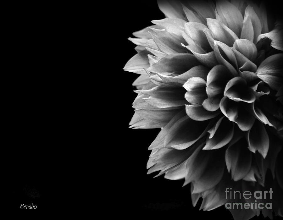 Chrysanthemum in Black and White #1 Photograph by Eena Bo