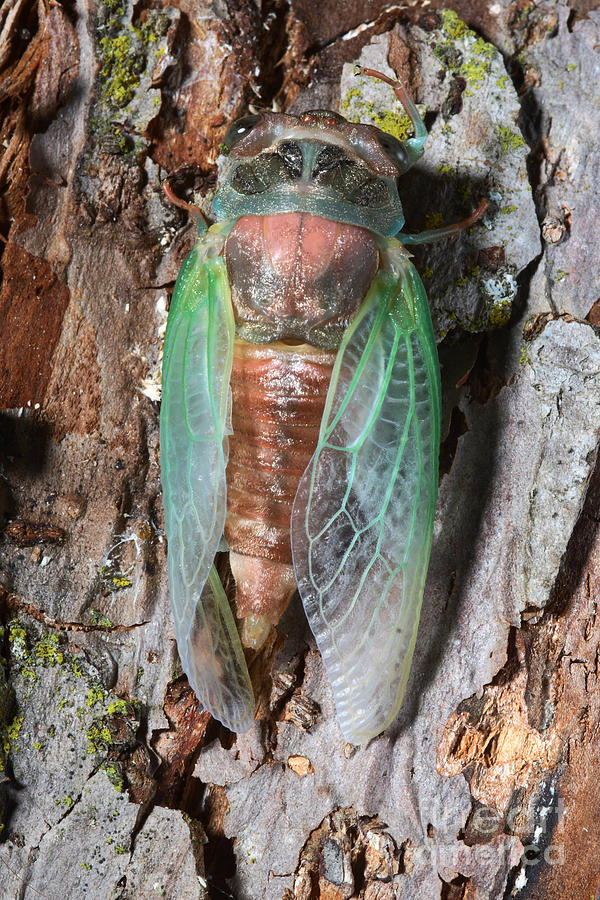 Animal Photograph - Cicada Metamorphosis #1 by Ted Kinsman