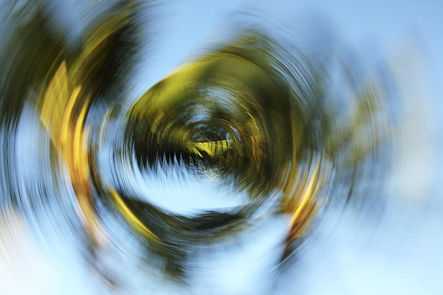 Circular Palm Blur #1 Photograph by Vince Cavataio - Printscapes