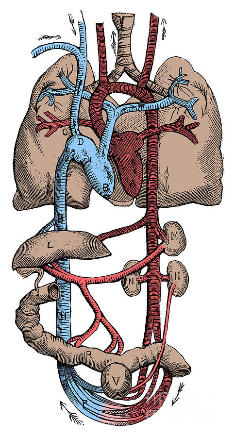 Circulatory System #2 Photograph by Science Source