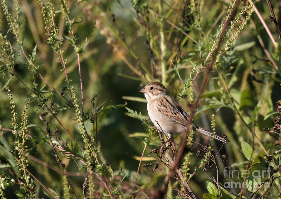 Clay-colored Sparrow #1 Photograph by Jack R Brock