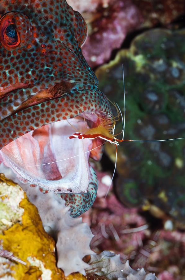 Fish Photograph - Cleaner Shrimp On A Grouper #1 by Georgette Douwma