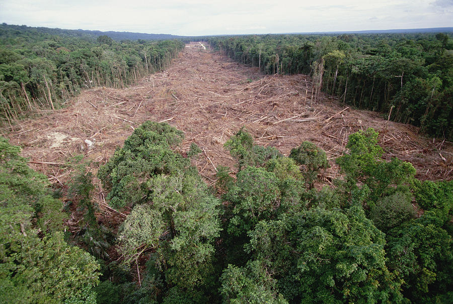 Clearing Of Tropical Rainforest South #1 Photograph by Gerry Ellis