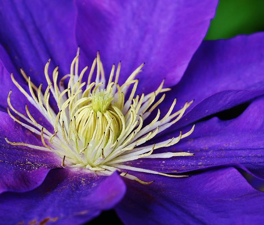 Clematis Close Up Photograph by Bruce Bley - Fine Art America