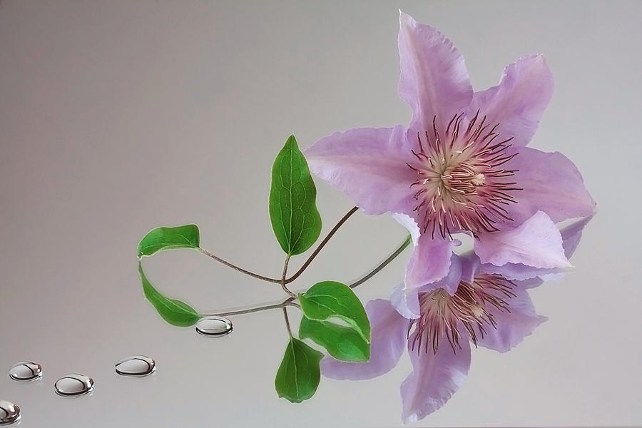 Clematis Filigree #1 Photograph by Shirley Mitchell
