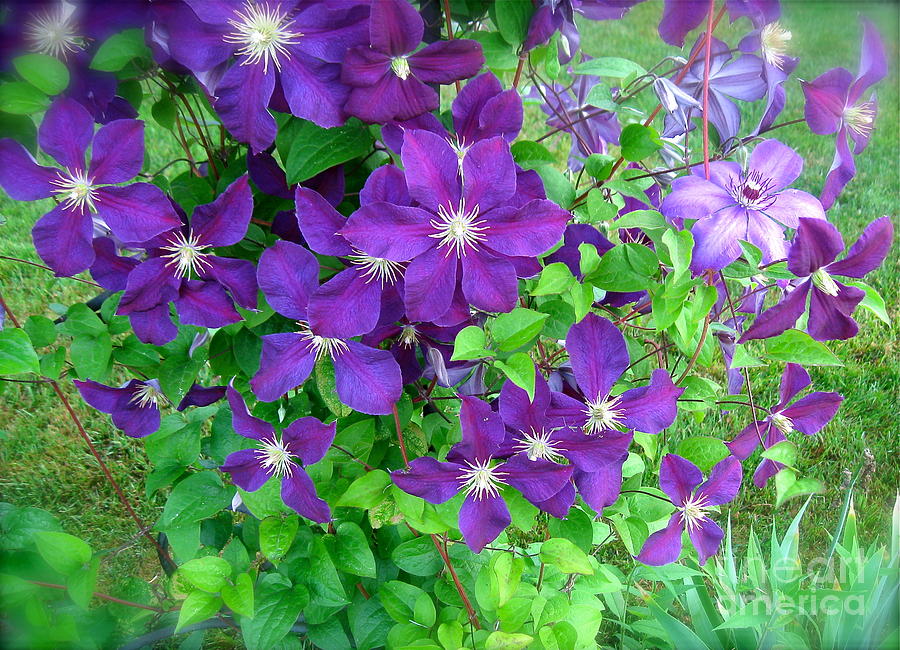 Clematis in Bloom #1 Photograph by Nancy Patterson