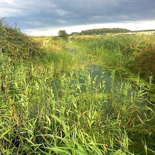Nature Photograph - Cley Marshes Norfolk #iphoneography #1 by Dave Lee