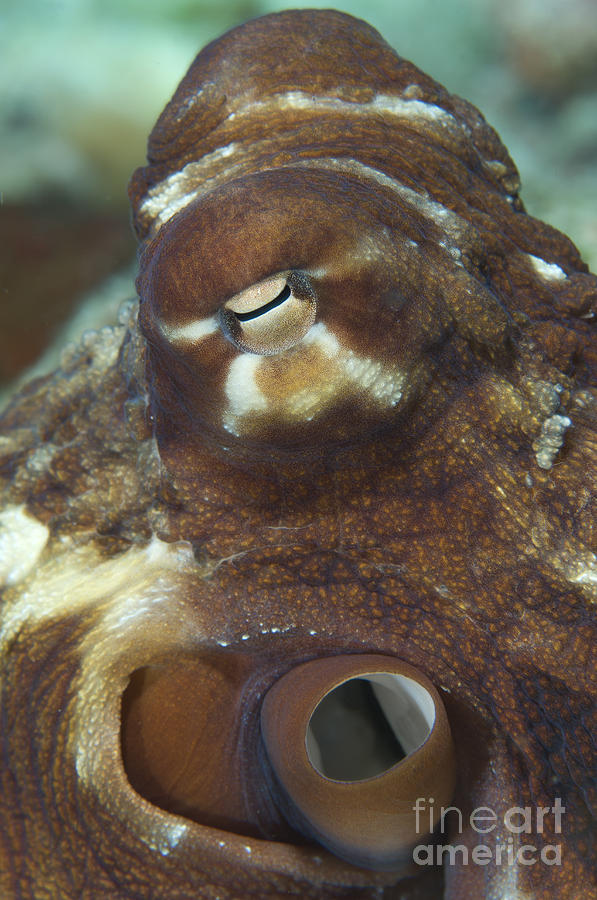 Close-up View Of A Common Octopus Photograph