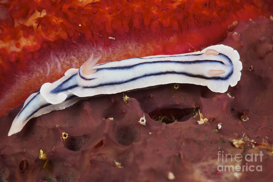 Close-up View Of A Nudibranch Feeding #1 Photograph by Terry Moore