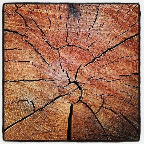 Pattern Photograph - #closeups #patterns #wood #1 by Marino Todesco