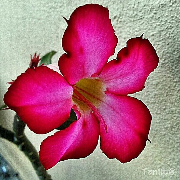 Rose Photograph - clotilde My Desert Rose #puertorico #1 by Tania Torres