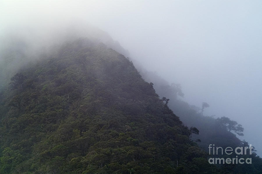 Cloud Forest #1 Photograph by Dante Fenolio