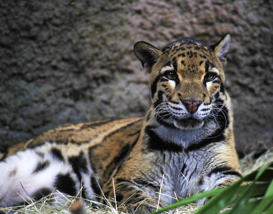 Clouded Leopard Photograph by Keith Lovejoy | Fine Art America