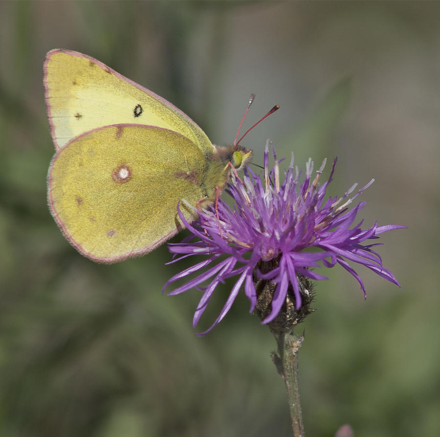 Clouded Yellow Butterfly #1 Photograph by Cathie Douglas