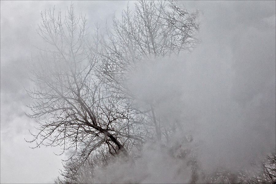 Clouds and Branches #1 Photograph by Robert Ullmann