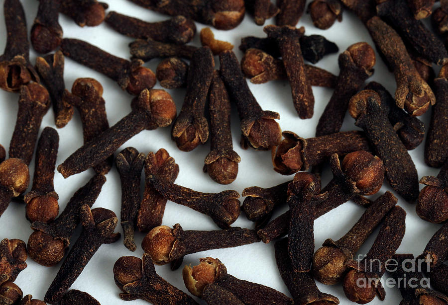 Cloves #1 Photograph by Photo Researchers, Inc.