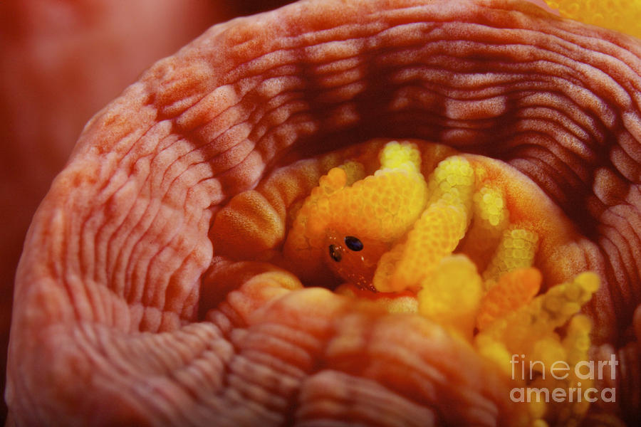 Nature Photograph - 1 Cm Yellow Tube Polyp With A Small by Terry Moore