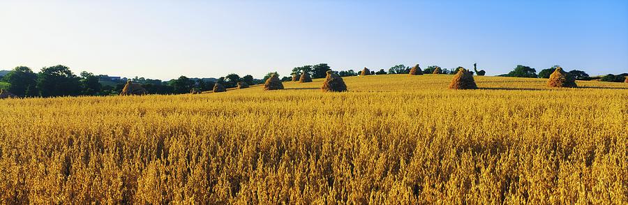 Co Down, Ireland Oats Photograph by The Irish Image Collection - Fine ...