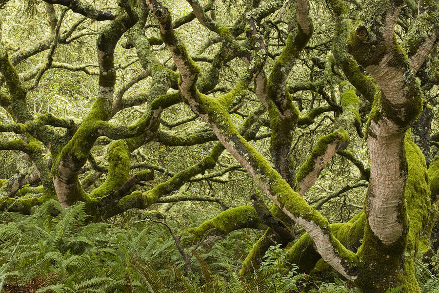 Coast Live Oak Trees And Sword Ferns #1 Photograph by Sebastian Kennerknecht