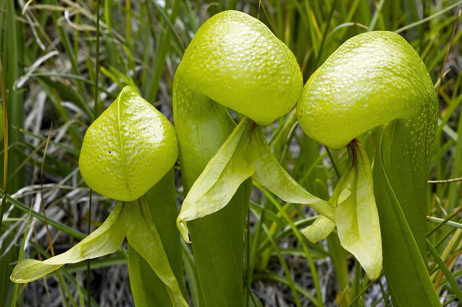 Nature Photograph - Cobra Lily (darlingtonia Californica) #1 by Bob Gibbons