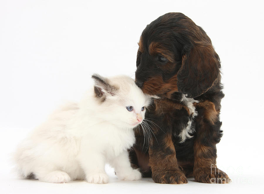 Animal Photograph - Cockapoo Pup And Ragdoll-cross Kitten #1 by Mark Taylor