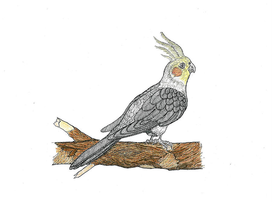 Cockatiel Too Drawing by Richard Freshour | Fine Art America