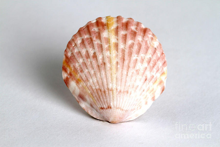 Cockle Shell Photograph by Photo Researchers