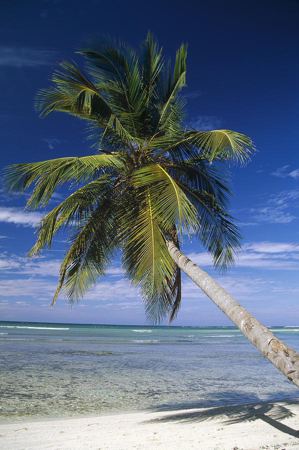 Coconut Palm Cocos Nucifera Trees Photograph by Konrad Wothe