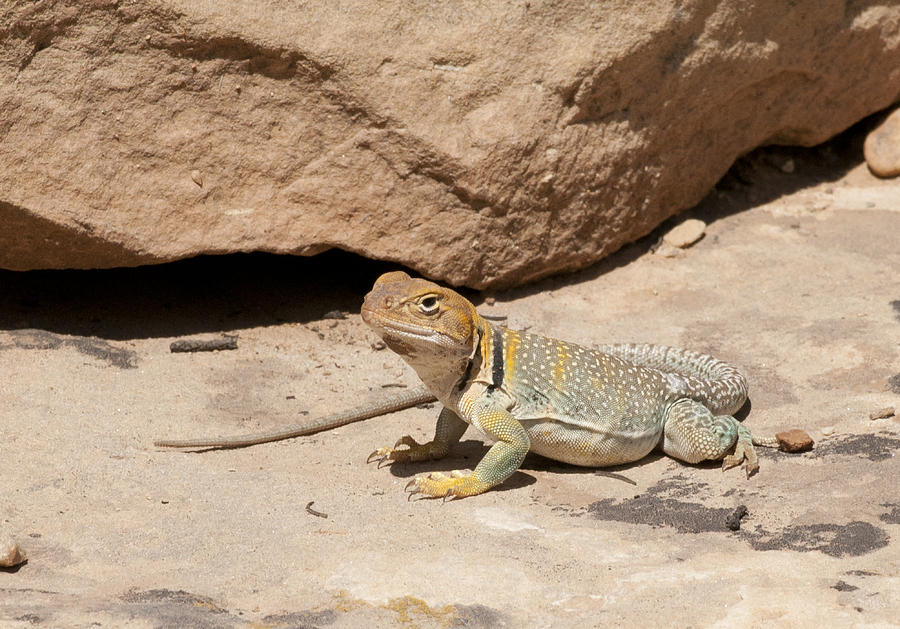 Collared Lizard #1 Photograph by Betty Depee