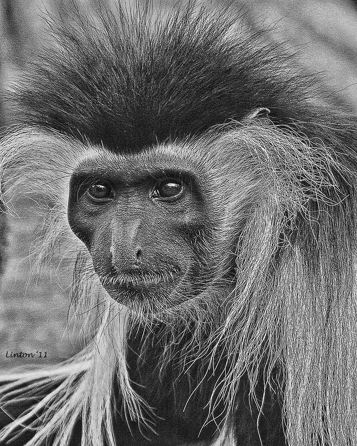 Colobus Monkey Digital Art by Larry Linton