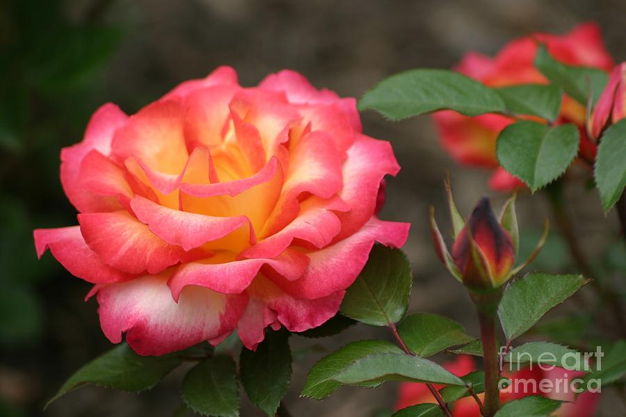 Rose Photograph - Color My World #1 by Living Color Photography Lorraine Lynch