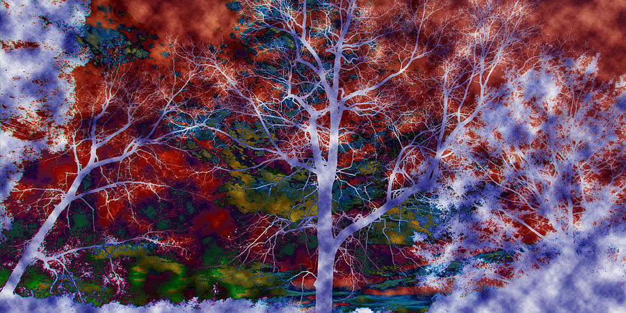 Tree Photograph - Colorful Mystic Trees #1 by Sheila Kay McIntyre