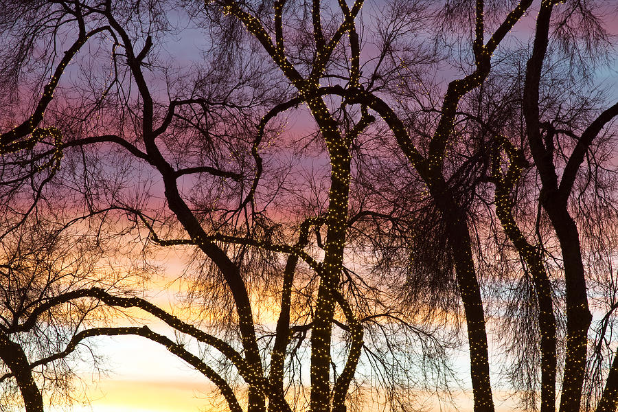 Colorful Silhouetted Trees 37 #1 Photograph by James BO Insogna