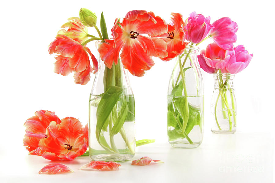 Colorful spring tulips in old milk bottles #1 Photograph by Sandra Cunningham