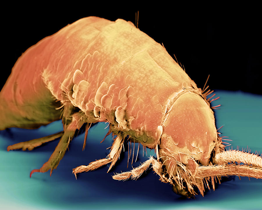 Wildlife Photograph - Coloured Sem Of A Silverfish (order Thysanura) #1 by Volker Steger